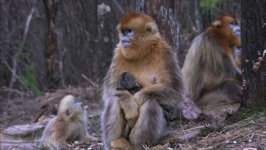 新出生的金丝猴幼崽8视频素材模板下载
