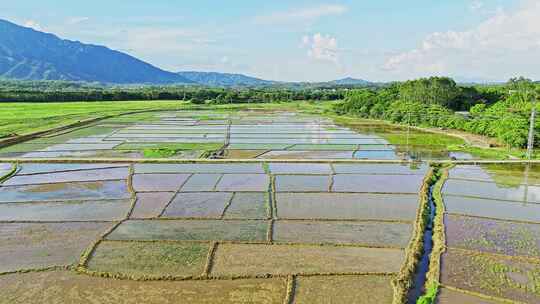 乡村振兴春耕芒种稻田