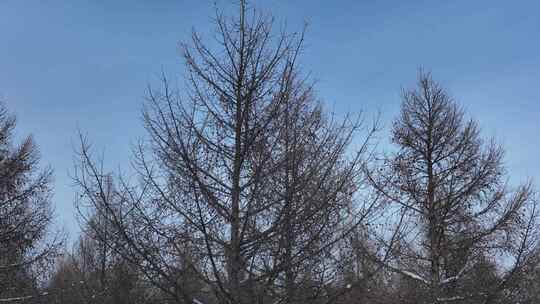 大兴安岭森林雪景松树林雪松树挂