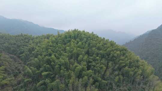 皖南山区大山中的葱郁的竹林景观