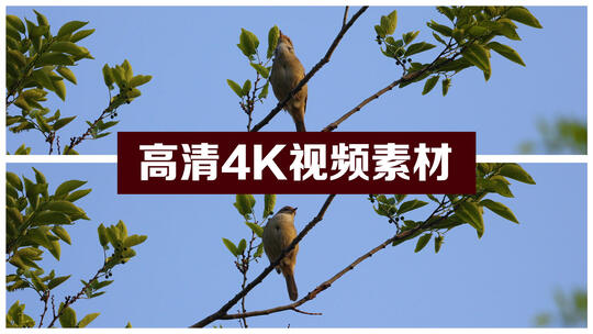 唱歌的鸟儿 树枝上的小鸟视频素材模板下载