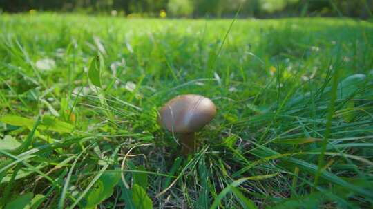 草丛里的小蘑菇