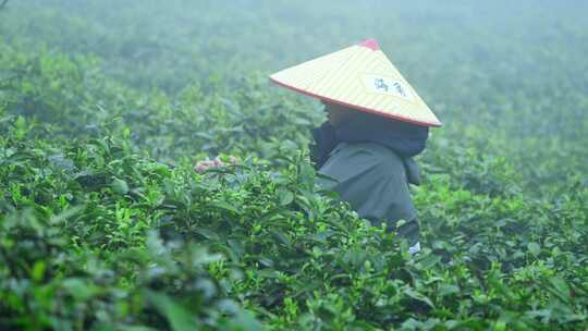 毛尖春茶白茶绿茶茶叶手工茶采摘高清在线视频素材下载