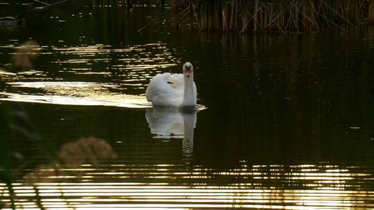 白天鹅在湖上游泳