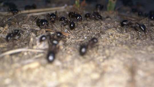 动物昆虫土壤上的蚂蚁7