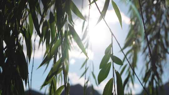 夏日傍晚温暖的阳光穿过柳叶