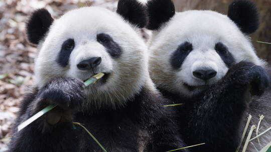 两只大熊猫在一起吃竹叶国宝特写素材视频素材模板下载