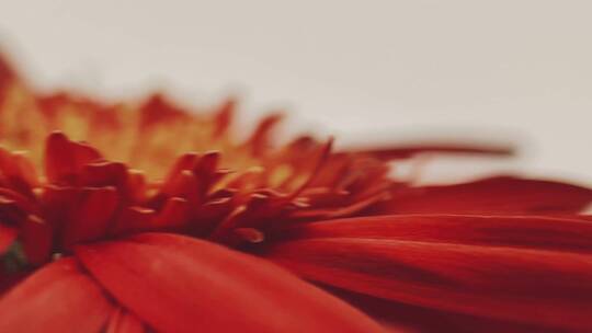 【镜头合集】微距红色菊花花瓣花蕊视频素材模板下载