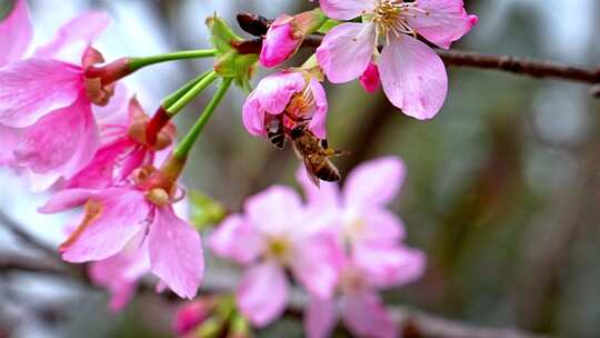 樱花和蜜蜂摄影