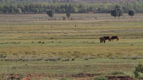 实拍在草原上吃草的马群