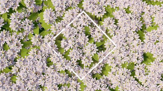 4款花卉 几何发光背景 4K素材 动态花海