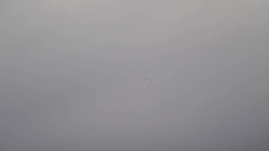 阴天飞鸟天上一群鸟飞下雨天雾天阴雨天空鸟