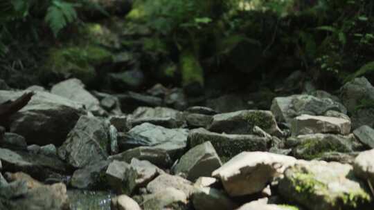 女人在树林里跑过岩石