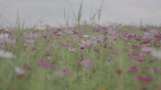 大片多彩鲜花盛开的田野风景