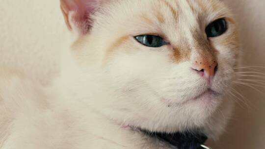 白色的蓝眼睛猫