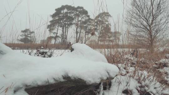 白雪覆盖的森林