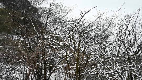 实拍冬天雪景雾凇