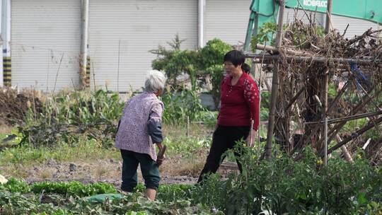 乡村振兴田园乡村 老人 辛勤耕种农作（22）