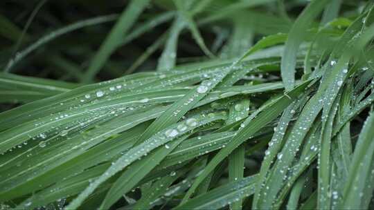 细雨中草上积聚的水珠视频素材模板下载