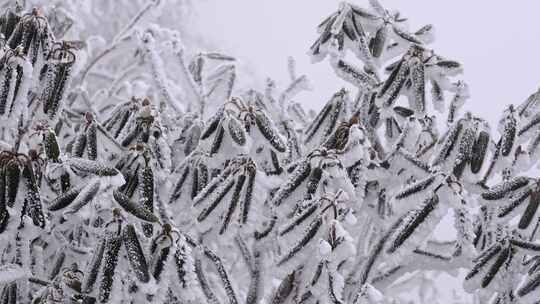 冬天寒风大雪中摆动的树枝