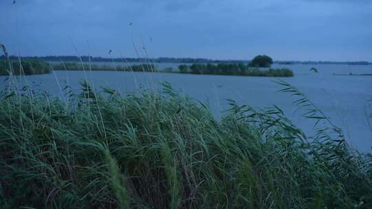 傍晚的芦苇荡湖面景色