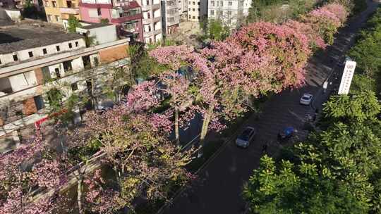 中国广东省广州市荔湾区坦尾美丽异木棉