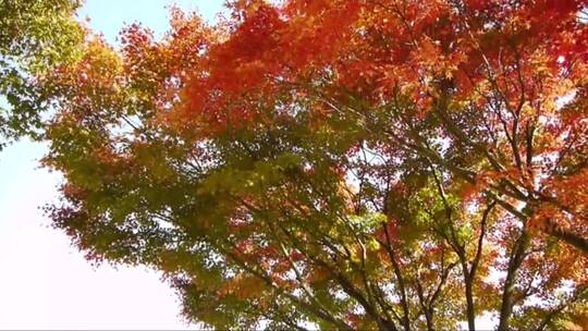 秋天里的枫树