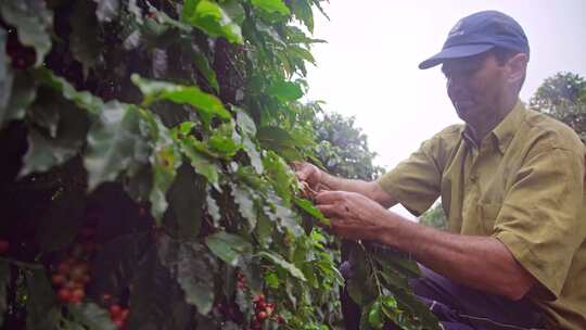 巴西咖啡豆种植园视频素材模板下载
