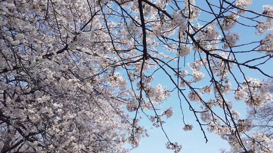 美丽的樱花树视频素材模板下载