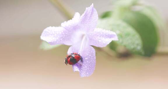 瓢虫在兰花上缓慢爬行