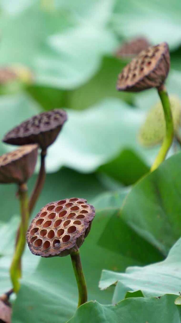 莲藕荷叶荷花池秋季（竖屏合集）