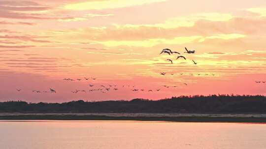 鄱阳湖候鸟-夕阳