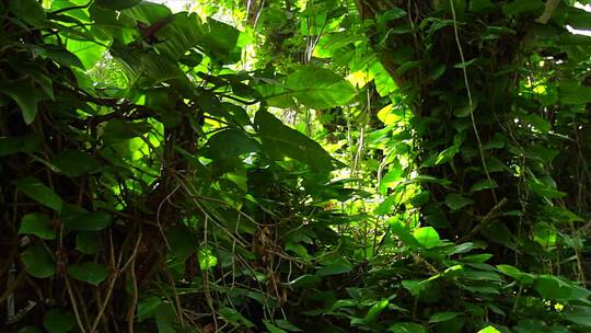 缓慢移动的镜头穿过茂密的雨林