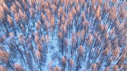 夕阳洒在林海雪原上