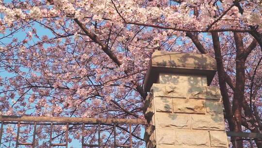 武汉理工大学春天蓝天下满树的樱花绽放视频素材模板下载