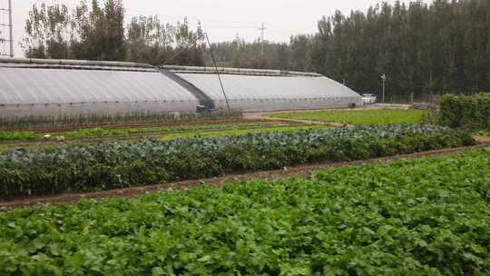 白菜基地蔬菜地农业大棚航拍