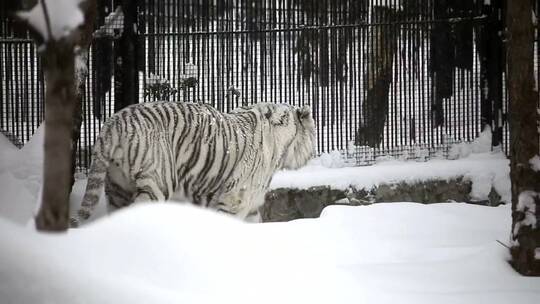 雪地里行走的白虎