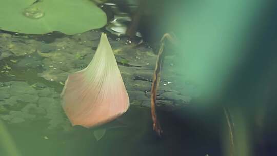 池塘里掉落的荷花花瓣