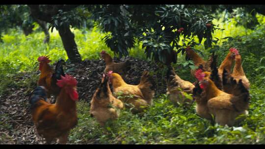 果树下一群鸡走动视频素材模板下载