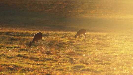 清晨小鹿在草原觅食视频素材模板下载
