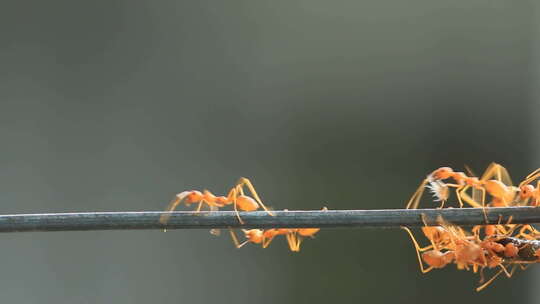 一群蚂蚁搬运食物