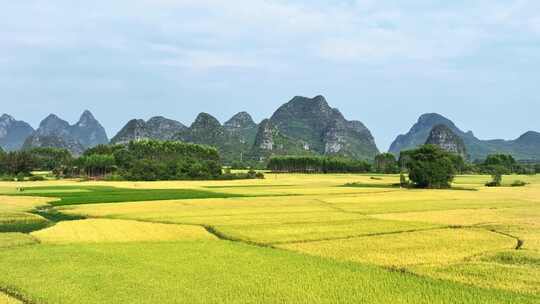 秋天阳光下桂林喀斯特山峰下的金黄色稻田