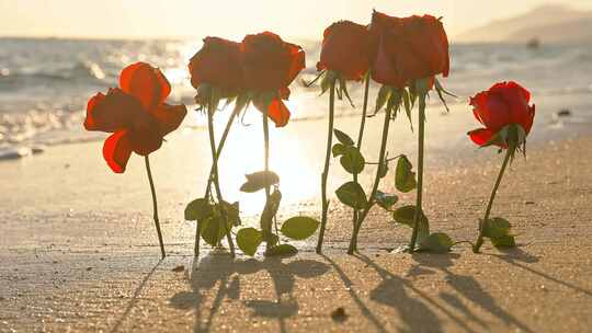 夕阳下的玫瑰花与海浪情人节爱情