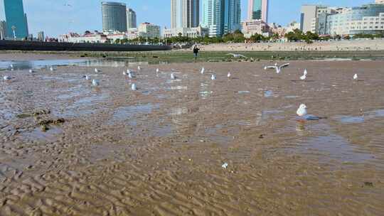 海岸线海边海鸥