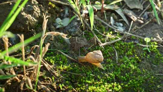 苔藓蜗牛
