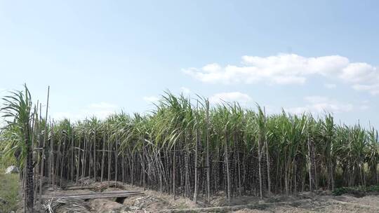 甘蔗种植甘蔗林实拍