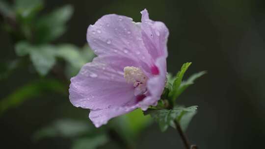 木槿花特写