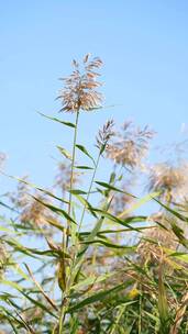 竖屏花草植物素材——芦苇