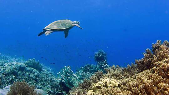 在珊瑚礁上游泳的海龟