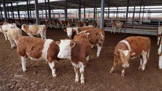 现代农场肉牛养殖农业畜牧动物饲养牛肉